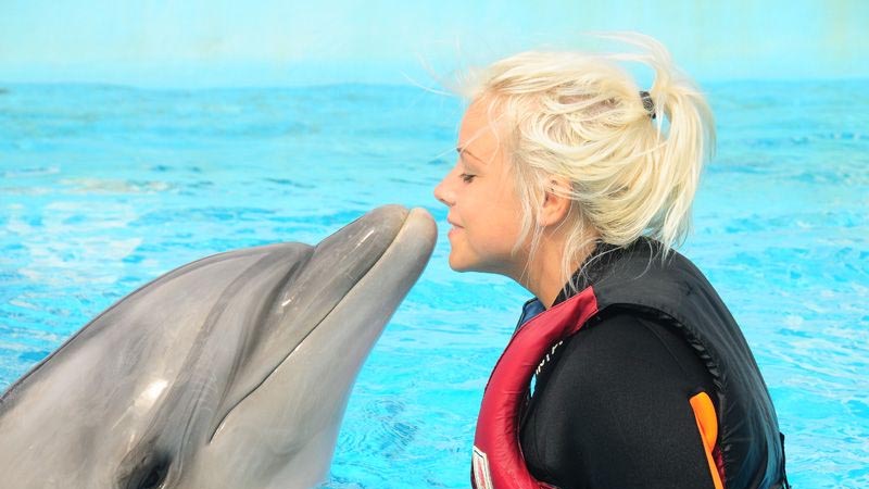 alanya dolphin swimming
