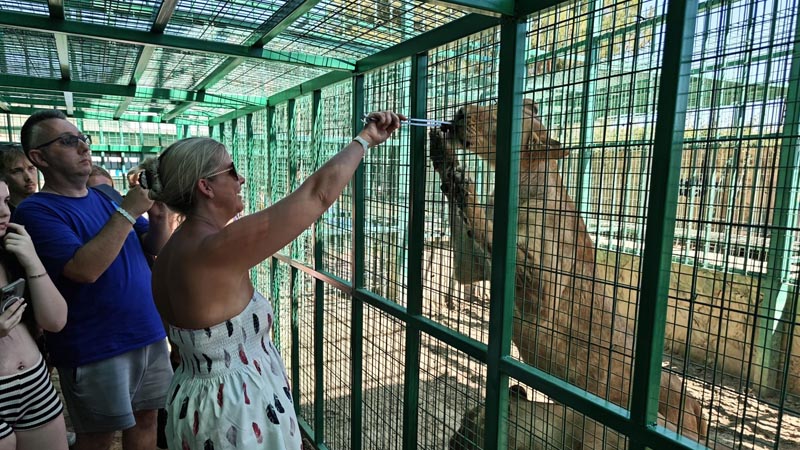 lion feeding antalya